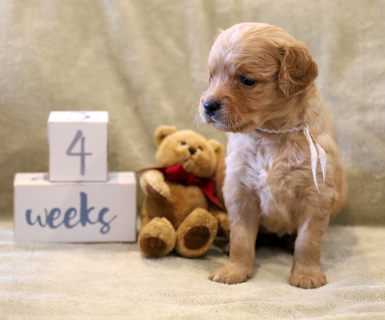 puppy at 4 weeks