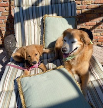 puppy with older dog