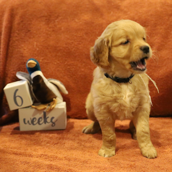 puppy at 6 weeks