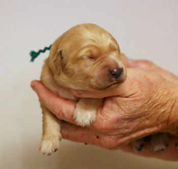 puppy at 1 week