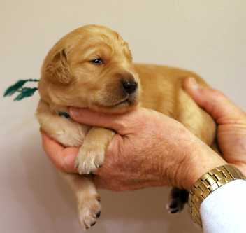 puppy at 2 weeks