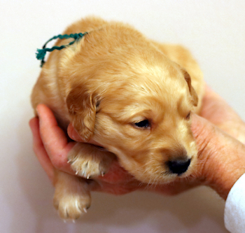 puppy at 3 weeks