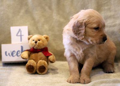 puppy at 4 weeks