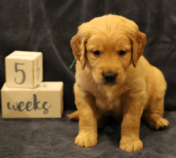 puppy at 5 weeks