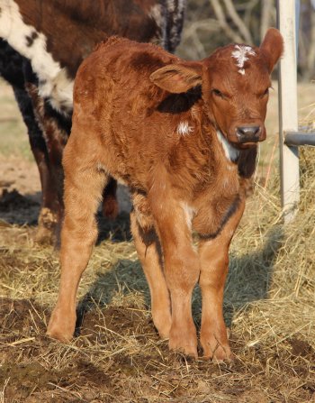 PB bull, 3 weeks