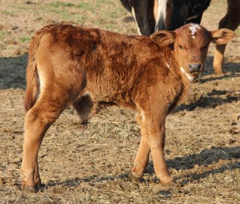 PB bull, 3 weeks