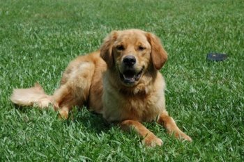 Dog in the grass