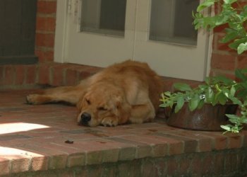 dog sleeping