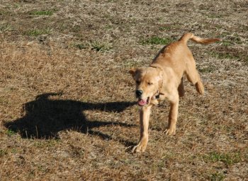 puppy running