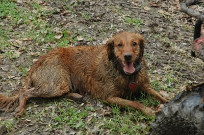 Muddy Bruce