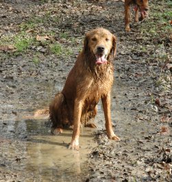 Muddy Bruce