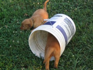 puppies playing with bucket