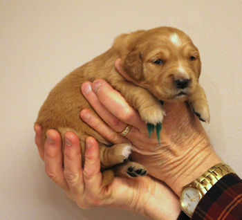 puppy at 2 weeks