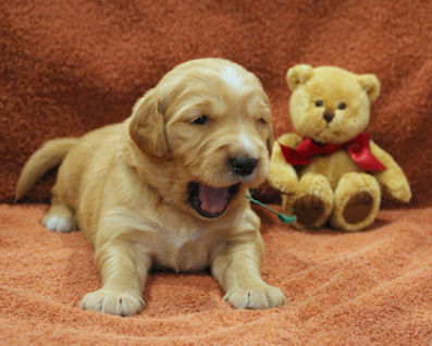 puppy at 3 weeks