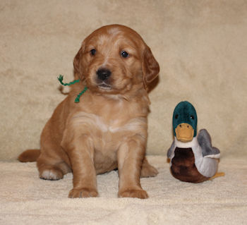 puppy at 4 weeks