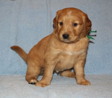 puppy at 5 weeks