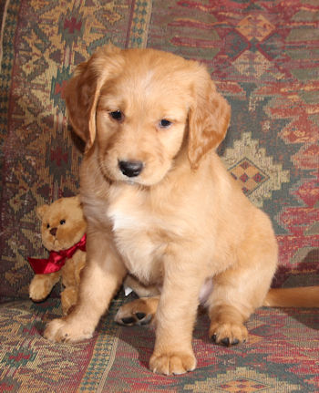 puppy at 7 weeks