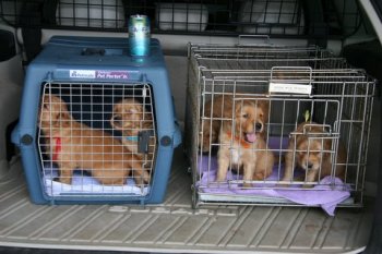 Puppies riding in carriers