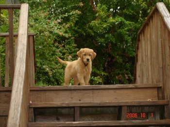 Puppy on the pier