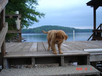 puppy on the dock