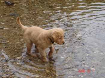puppy wading