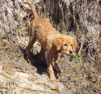 puppy climbing down the bank