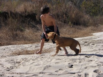 puppy playing with boy