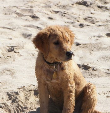 puppy profile