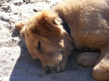 puppy asleep on the sand