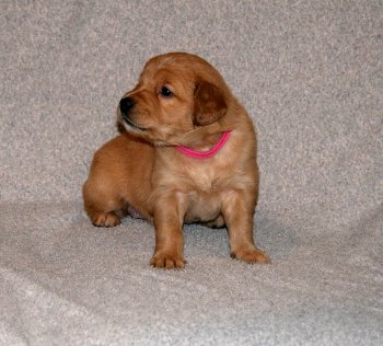 puppy