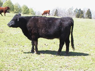 Base Cow #2