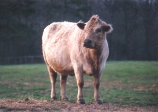 Smoky Charolais
