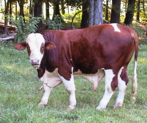 Purebred Beefmaster Bull