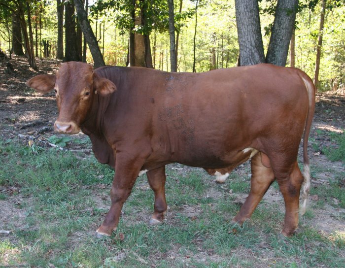 purebred bull,17 months