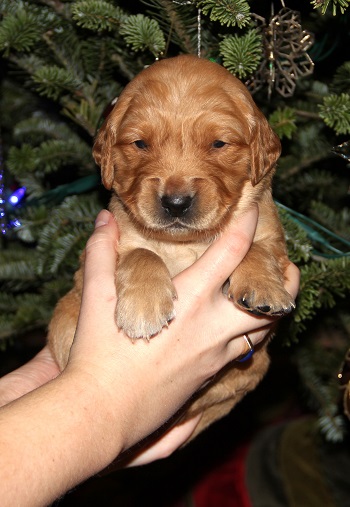 puppy at 3 weeks