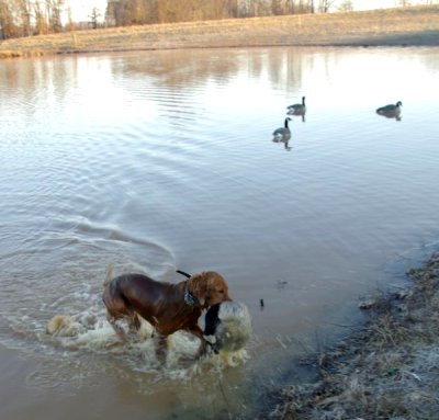 dog with goose