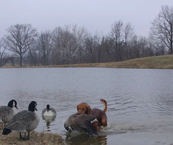 dog with goose