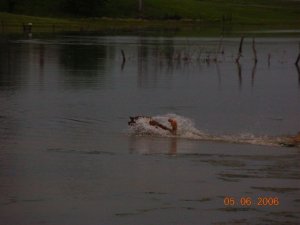 Leaping into the water