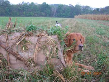 dog in blind