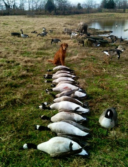 Chief with his geese