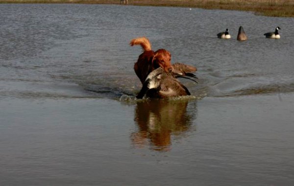 Chief brings back a goose