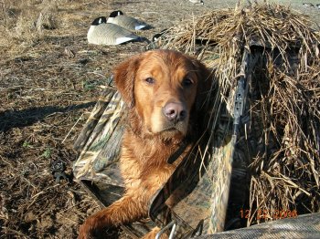 Chief with his geese