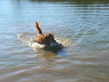 Bringing it to shore