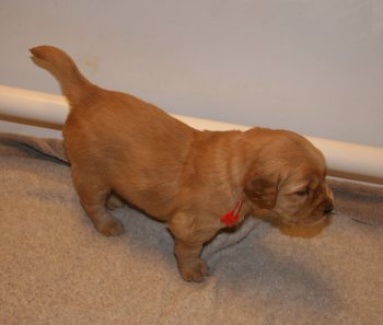 puppy standing up