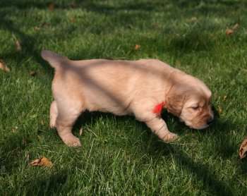 puppy in grass