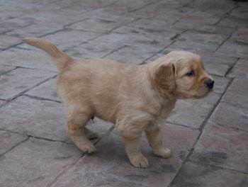 puppy on patio