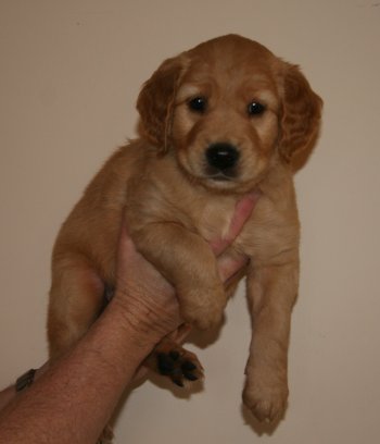 8 week old golden retriever puppy pictures. 6 week old puppy