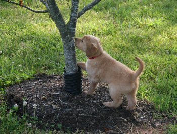 6 week old puppy