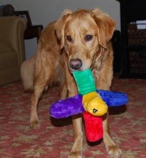 dog with toy