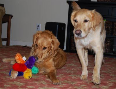 dog with toy